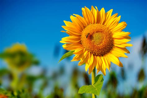 Sonnenblume Foto & Bild | pflanzen, pilze & flechten, blüten