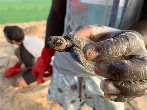 The Warming Climate Is Making Baby Sea Turtles Almost All Girls The