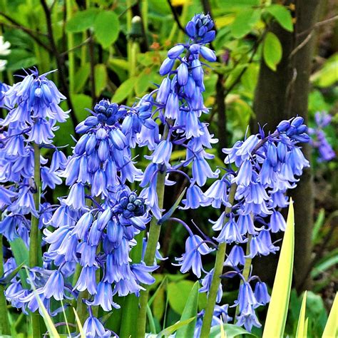 Spanish Bluebells Hyacinthoides Blue Easy To Grow Bulbs