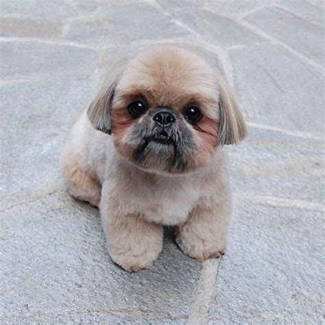 Weaning is the process of transitioning a young puppy from a liquid diet to a solid diet. 253 best grooming shih tzu & havanes images on Pinterest