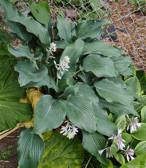 Hosta Pleasure Seeker Seeds Duluth Hosta Co Buy Hosta Seeds