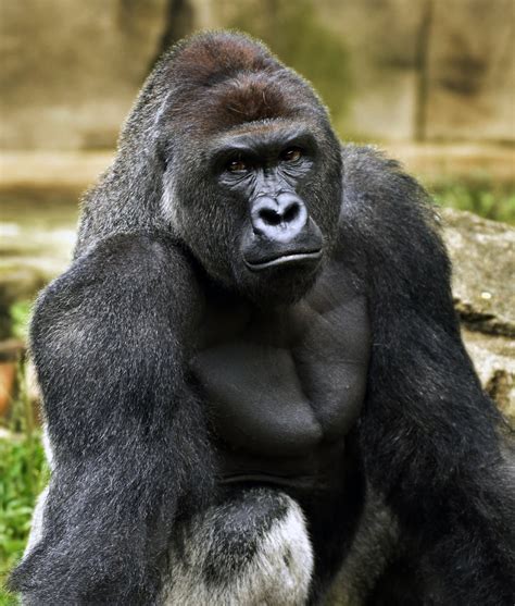 Cincinnati Police Wrap Up Gorilla Investigation The New York Times