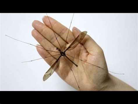 The Biggest Mosquito In The World Captured On Camera Youtube