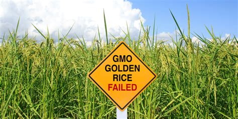 Genetic engineering (or genetic modification, often called gm, the products being genetically modified organisms, or gmos) is an entirely organic procedure. What is nutritionally enhanced Golden Rice and why is it ...