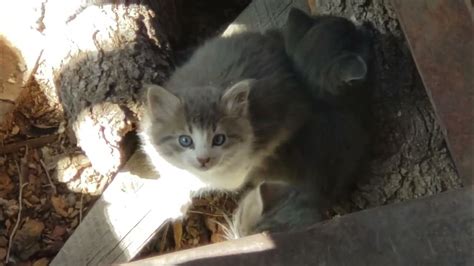 Kittens Mother Hides Them To Protect From Coyotes And One Of Our Precious Memories To Share In