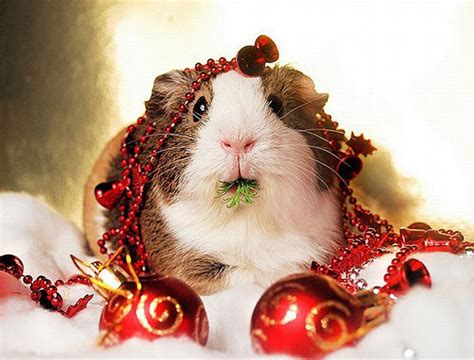 Photo Trick 20 Funny Christmas Animals Pictures