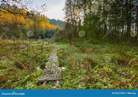 Beautiful Wild Autumnal Forest With Small Stream Stock Photo Image Of