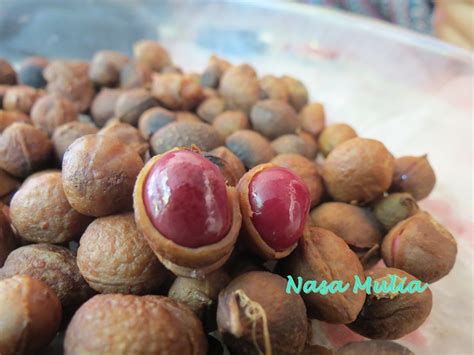 Kulit kacang tanah merupakan salah satu bagian dari tumbuhan kulit kacang tanah yang dapat digunakan sebagai obat herbal untuk kesehatan. warna warni hidupku..............: Kacang Pui...