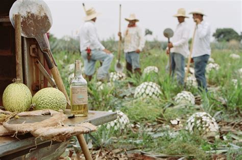 How The Best Tequila Is Made Williams Sonoma Taste