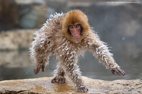 Funny Winners From The 2019 Comedy Wildlife Photography Awards