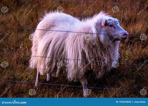 Sheep Grazing In The Valley Of Lake Lagarfjot In East Iceland Stock