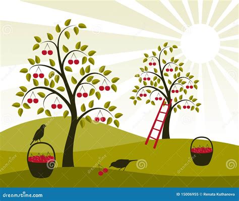 Cherry Orchard Stock Vector Illustration Of Landscape 15006955