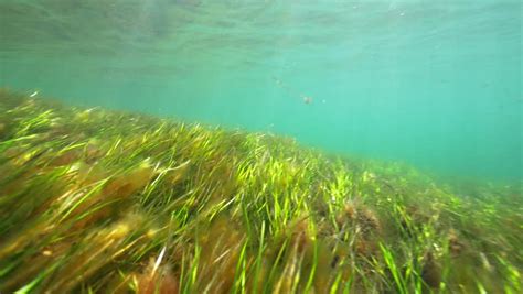 Sea Grass Meadows Underwater Seagrass Hd 50fps Stock Footage Video