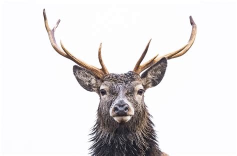 How To Photograph Red Deer Nature Ttl