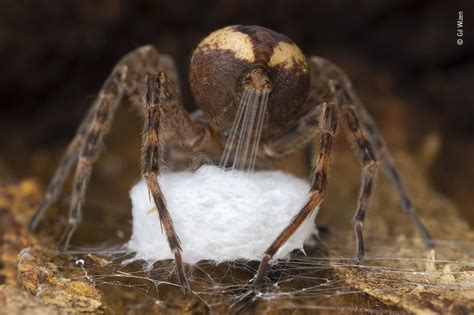 Arañas Fichas De Animales En National Geographic