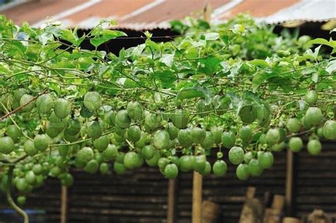 Pin By Le Tags Band On Farm In 2020 Passion Fruit Plant Growing