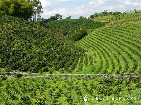 Una brasil burocrática y somnolienta venció sin convencer a una fragil venezuela en el partido inaugural de la copa américa, en el estadio mané. Coffee Farm Colombia Travel Photo | Gregg Bleakney Visual ...