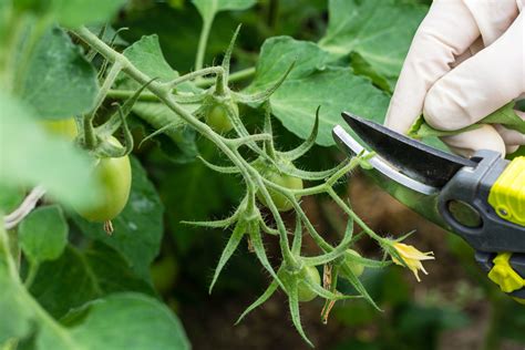Detailed Explanation Of Tomato Pruning Process Topper
