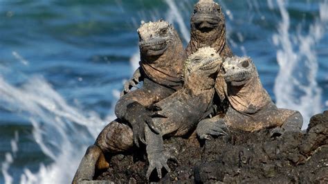 The Top 7 Most Interesting Species Found Only In The Galapagos
