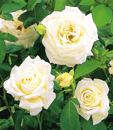 Kletter Rose Blanche Colombe 1a Rosenpflanzen Bestellen Baldur Garten