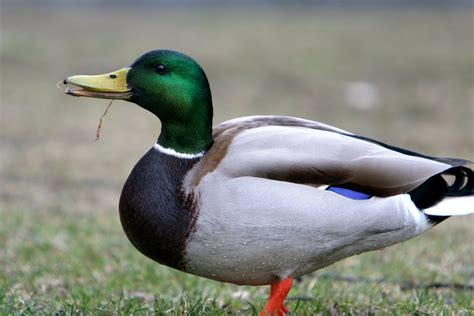 Closeup Of Male Ducks Free Photo Download Freeimages