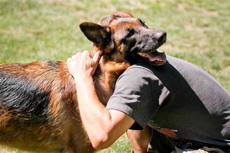 De 10 Främsta Skälen Till Varför Du Vill Ha En Schäferhund Arquidia