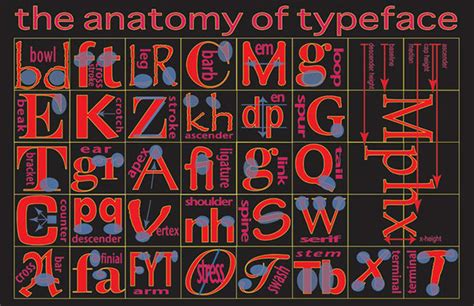 Anatomy Of A Typeface On Behance