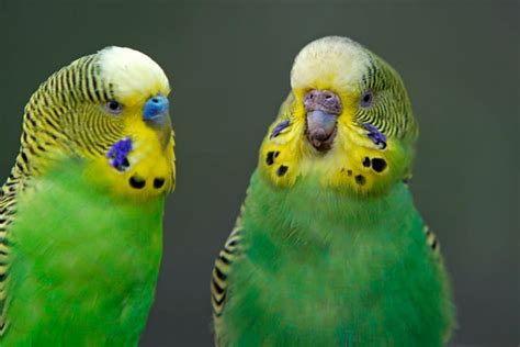 How To Tell The Sex Of Parakeets Telegraph