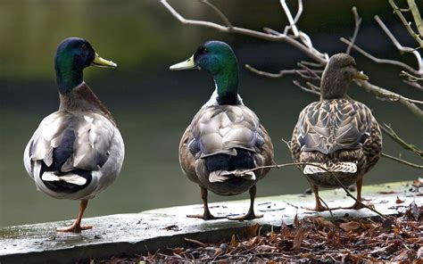 Mallard Duck Wallpapers Wallpaper Cave