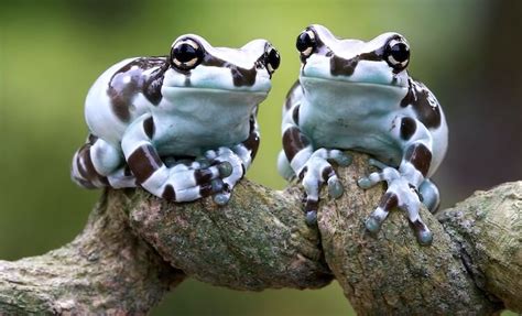 Top 17 Most Popular Pet Frogs For Beginners