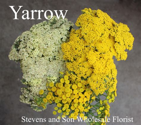 Filler Flowers Stevens And Son Wholesale Florist