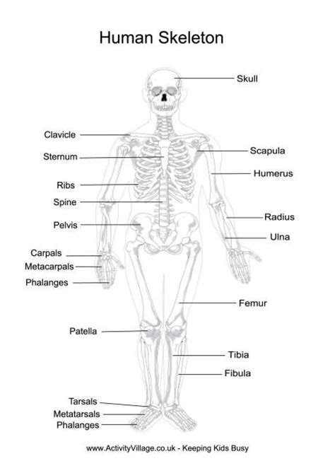 Free printable reflexology charts anatomy and health. Human Skeleton Printables
