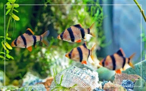 How To Breed Tiger Barbs Beginners Guide To Breeding Tiger Barb Fish
