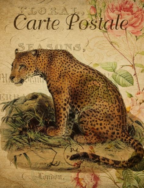 Leopard Vintage Art Postcard Free Stock Photo Public Domain Pictures