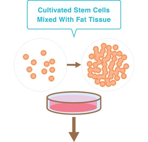 Adipose Derived Stem Cells｜cellbank