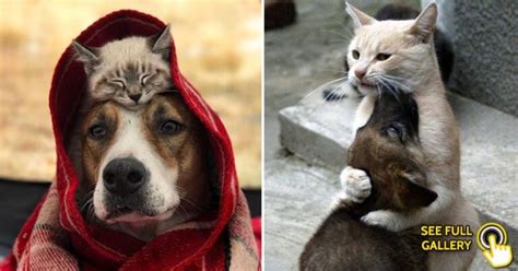 25 Adorable Photos Showing Cats And Dogs Can Be Best Friends Bouncy