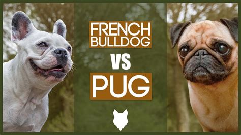 FRENCH BULLDOG VS PUG - YouTube