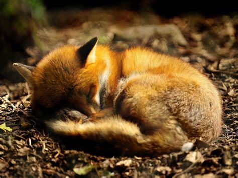 Red Fox Wallpapers | Sleeping animals, Fox sleeping, Sleeping puppies
