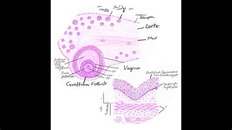 Ovary And Vagina Histology Diagrams YouTube