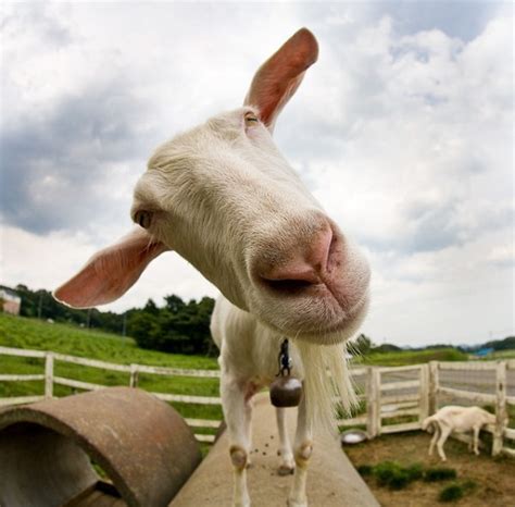The 33 Best Funny Goat Pictures Of All Time