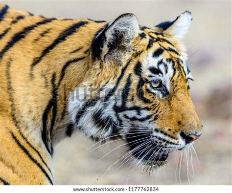 Wild Bengal Tiger Panthera Tigris Tigris Stock Photo Edit Now 1177762834