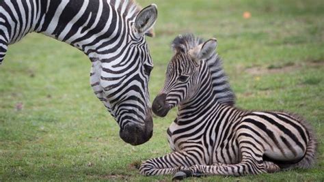 Long Anticipated Baby Zebra Born At Hamilton Zoo Nz