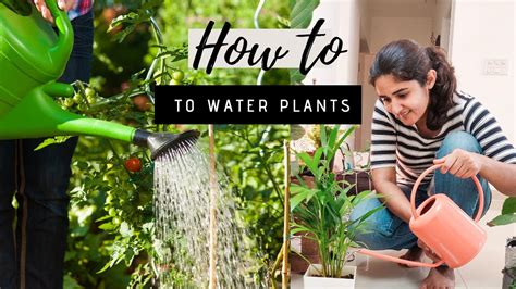 Correct Way Of Watering Plants Gardening Basics Part Gardeninbloom Com