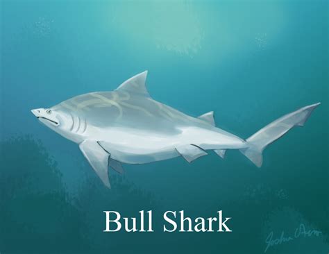 Bull Shark Pictures On Animal Picture Society