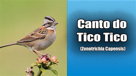 O Canto Do Tico Tico Zonotrichia Capensis Bird Song Rufous