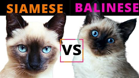 Siamese Cat Vs Balinese Cat Breed Comparison Which One Should You