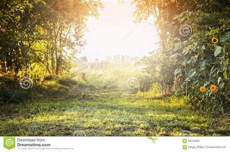 Summer Landscape With Green Grass And Trees Yellow Flowers With