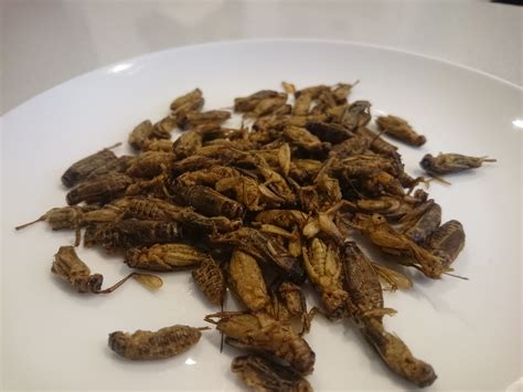 Feng Brought Thai Style Fried Crickets From Bangkok 20 M Flickr