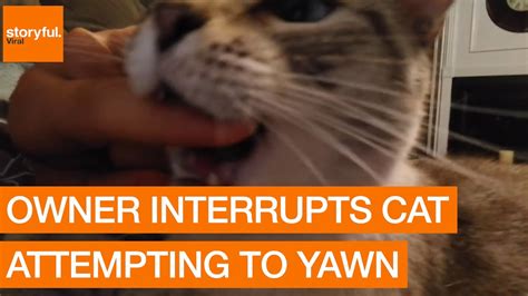 Owner Interrupts Cat Attempting To Yawn YouTube