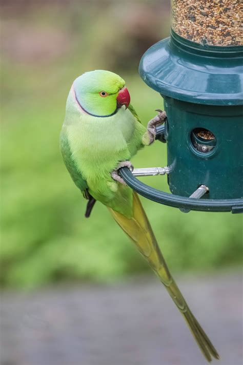 How To Tell The Difference Between A Male And A Female Parakeet Bird Eden